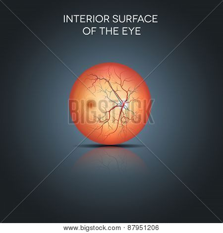 Anatomy Of The Interior Surface Of The Eye