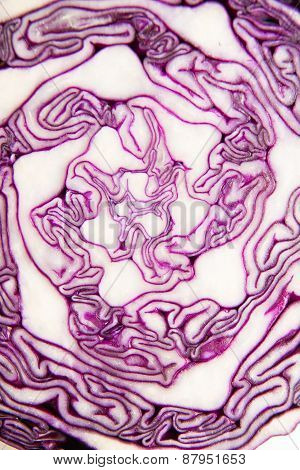 The Fruit Of Red Cabbage Cut With A  Knife
