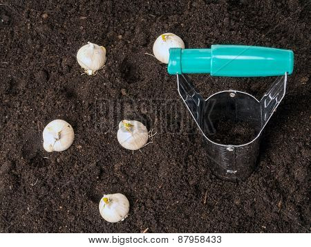 Bulb dibber and flower bulbs ready for being planted into the ground