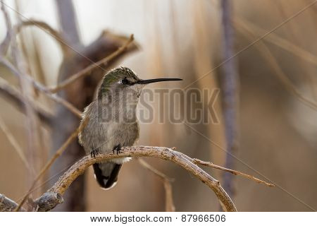 Female Black-chinned Hummingbird