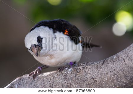 White Headed Buffalo Weaver