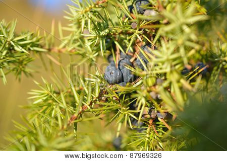 Juniper berries