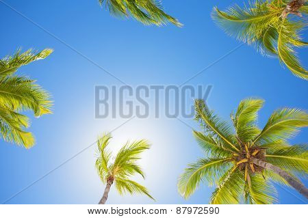 Palm trees on bright summer day against clear blue sky