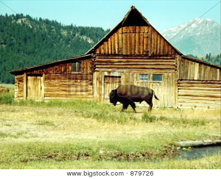 Mormon sor Buffalo