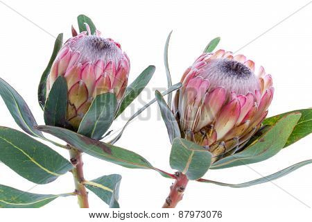 Two Protea Flower On A White Background