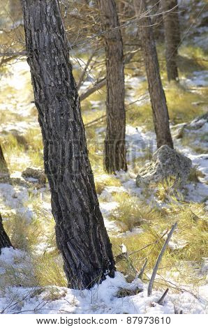 Pine Forest in Borja, Zaragoza Province, Aragon, Spain.