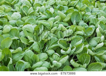 Dutch Greenhouse With Closeup Cultivated Vegetables (bok Choy Taisai)