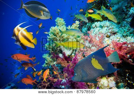 Tropical Fish and Coral Reef on Red Sea