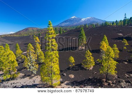 Pine Trees On The Lava Field, Pico Del Teide, Tenerife, Spain