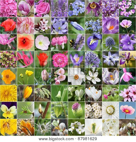 Spring flower collage