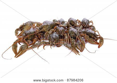 Live Animal Crawfishes