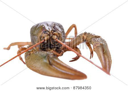 Live Animal Crawfishes