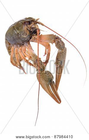 Live Animal Crawfishes