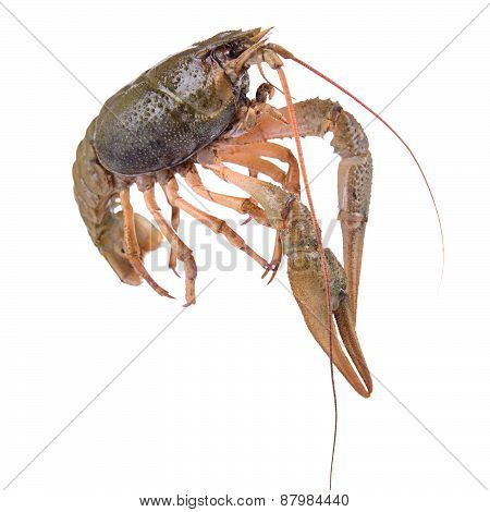 Live Animal Crawfishes