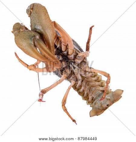 Live Animal Crawfishes