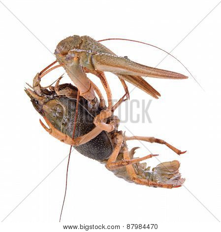 Live Animal Crawfishes