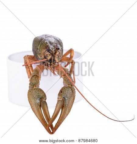 Live Animal Crawfish