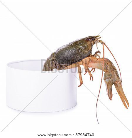 Live Animal Crawfishes