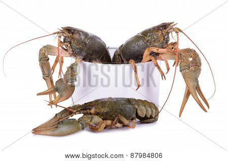 Live Animal Crawfishes