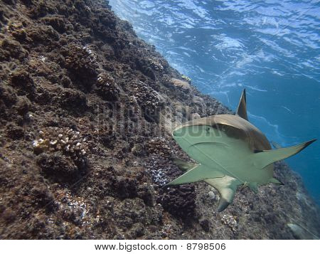 meetshark