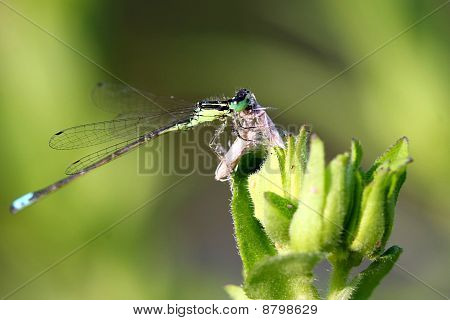 Východní Forktail Motýlice muž