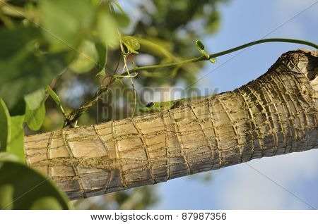 Closeup Of A Geico On A Tropical Tree In Hawaii