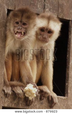 Two Monkies