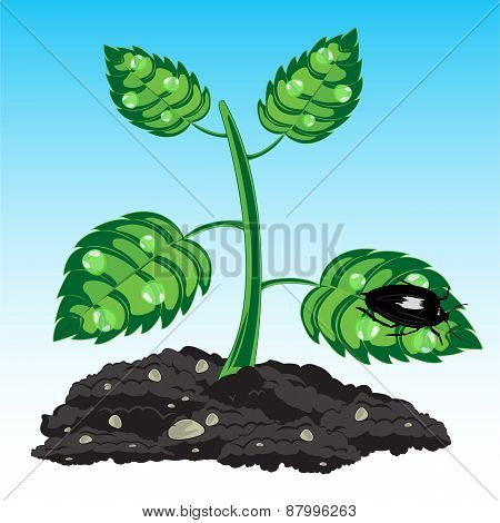 Seedling of the plant