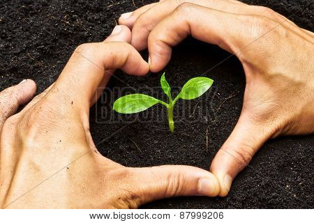 Growing tree
