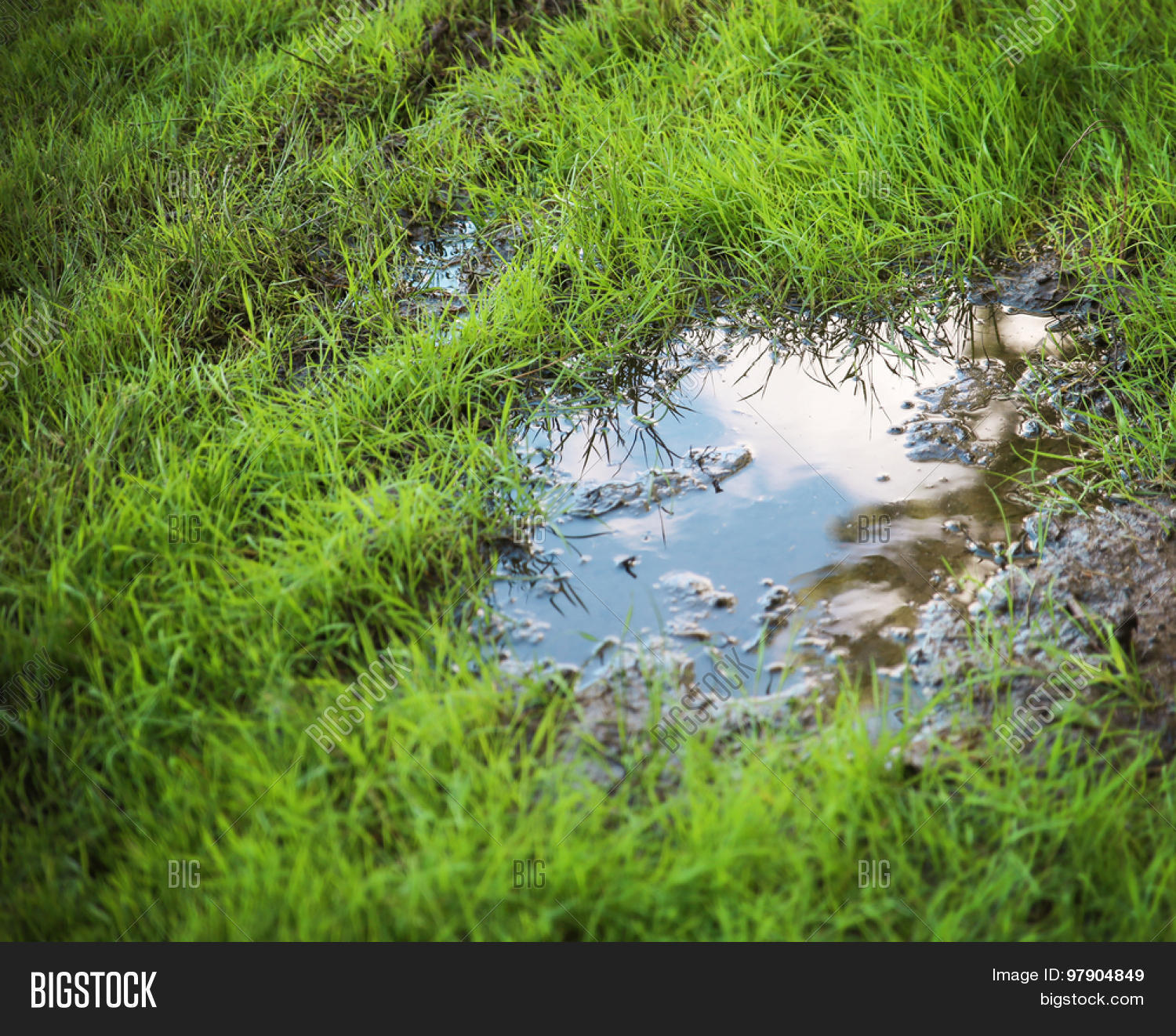 Grassy Yard Lawn Park Image Photo (Free Trial) Bigstock