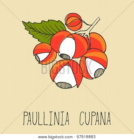 Guarana berries, Paullinia cupana.