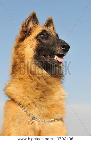 Belgisk vallhund Tervueren