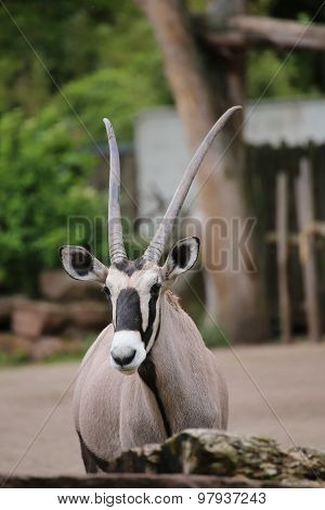 Gemsbuck