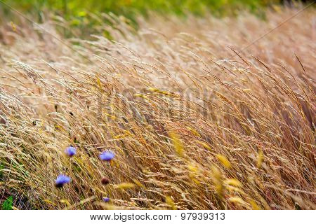 Dry Grassland On Suuny Day.