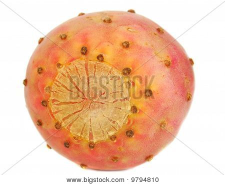 Cactaceous Fig isoleret på hvid baggrund