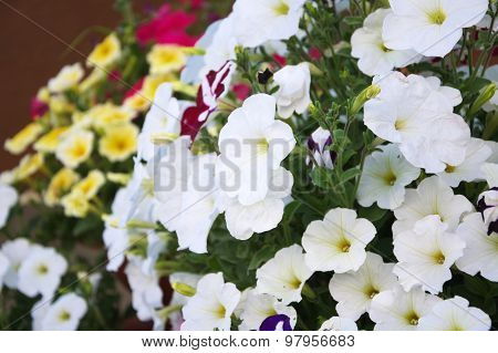 White Petunia Flower