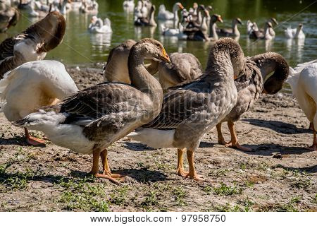 Domestic Geese On The River