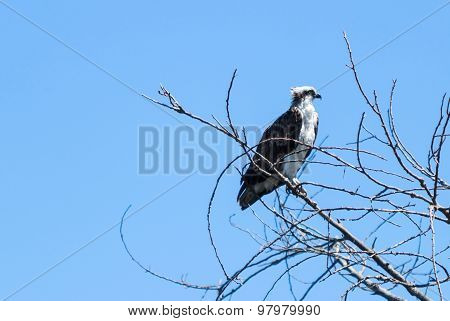 Osprey bird on the lookout for fish