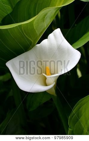 White Arum Lily In The Garden