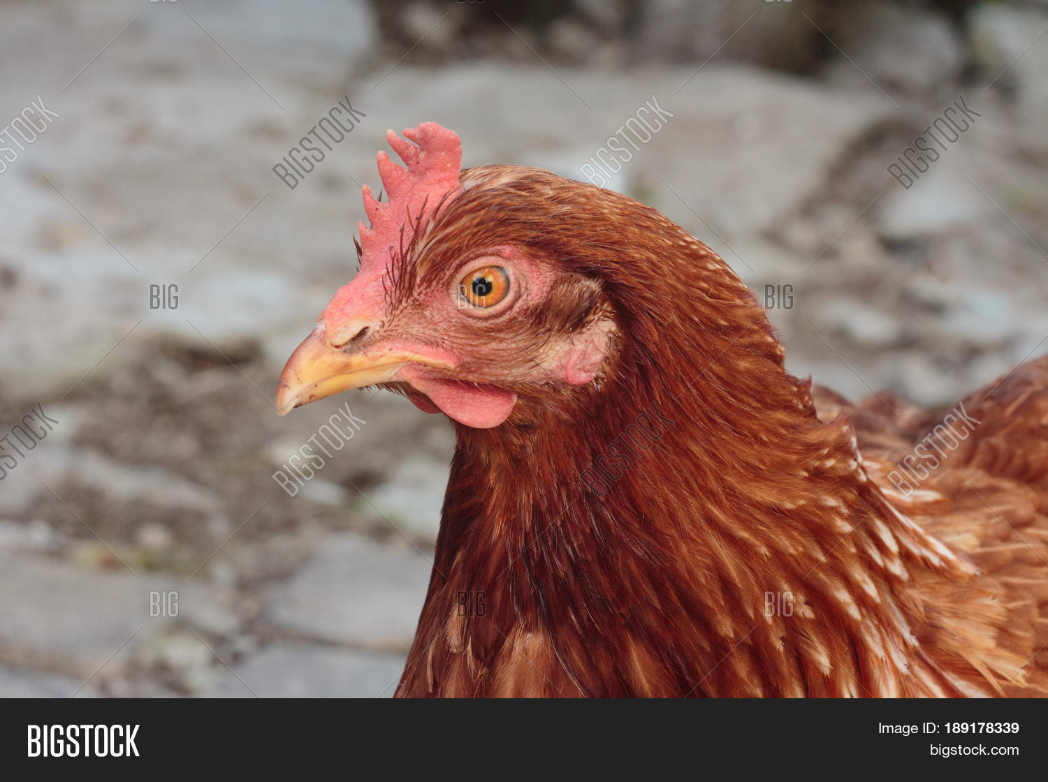 Chickens Hens Inside Image & Photo (Free Trial) Bigstock