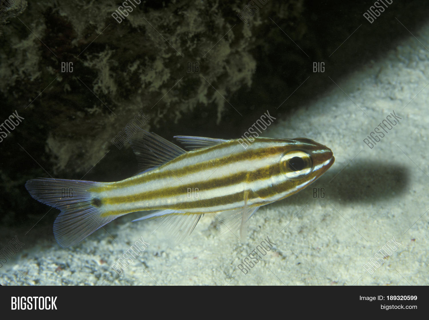 Black Striped Image & Photo (Free Trial) Bigstock