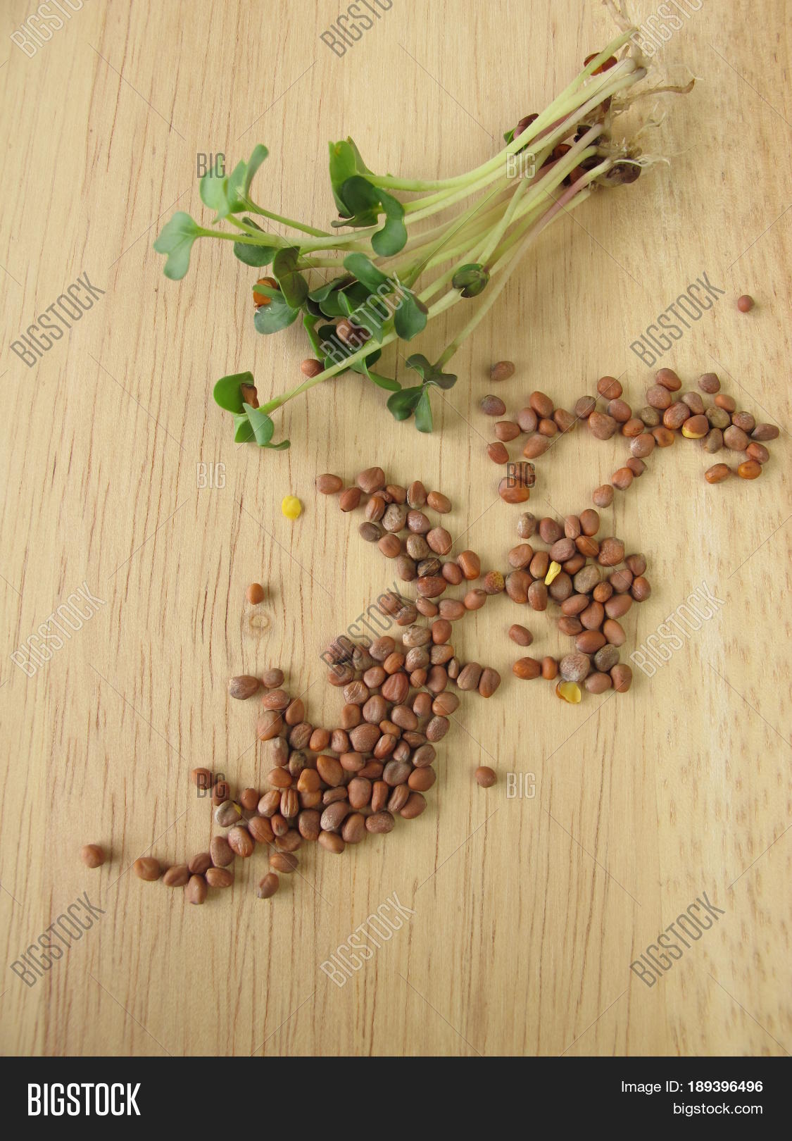 Radishes Seeds Sprouts Image & Photo (Free Trial) Bigstock