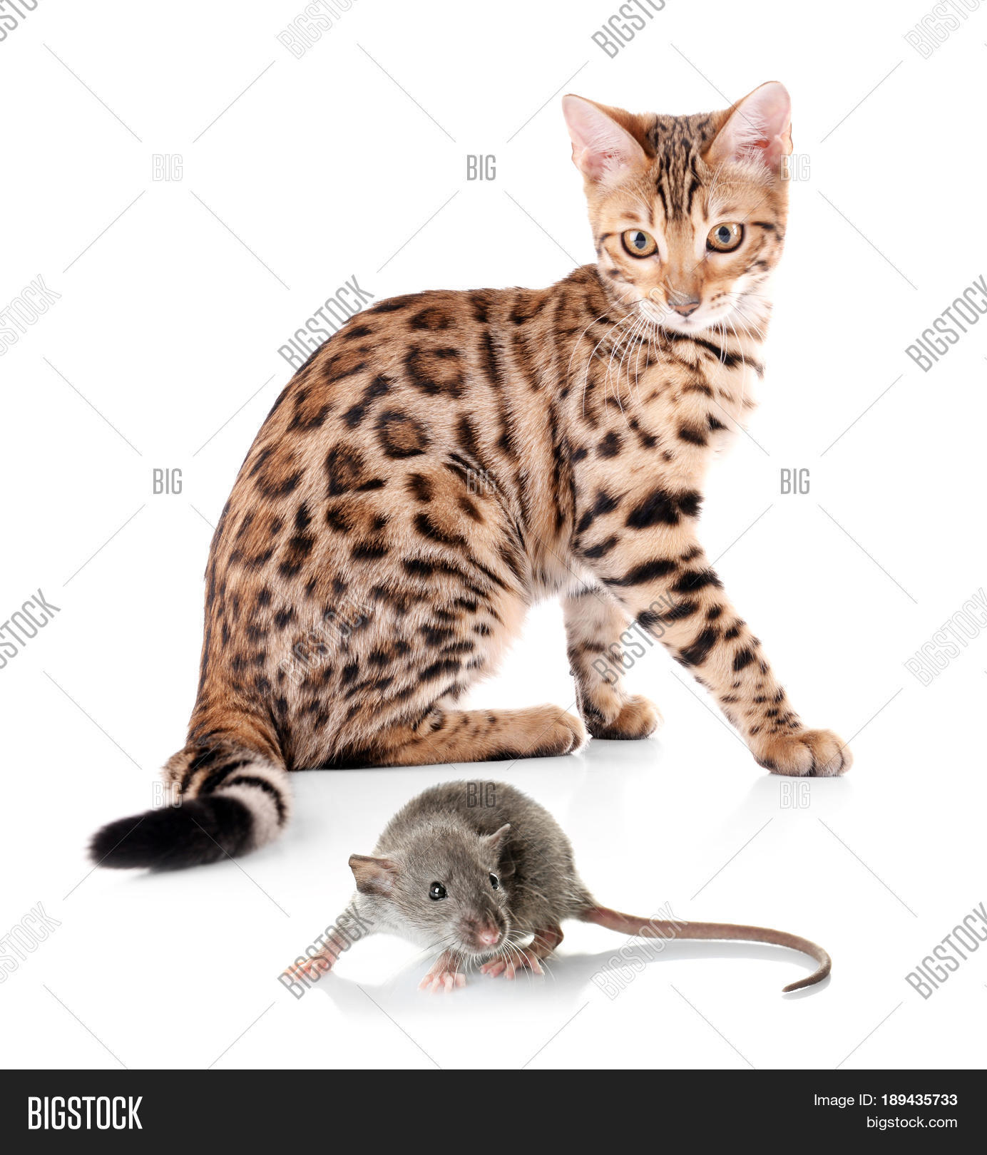 Cute Cat Mouse On Image & Photo (Free Trial) | Bigstock