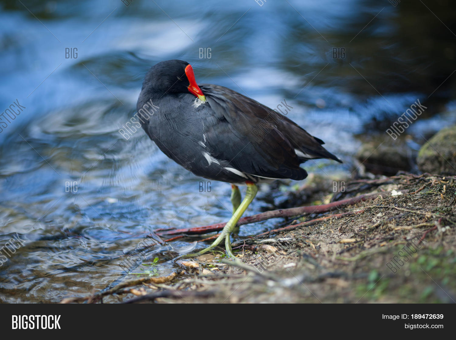 Black Bird Red Beak Image &