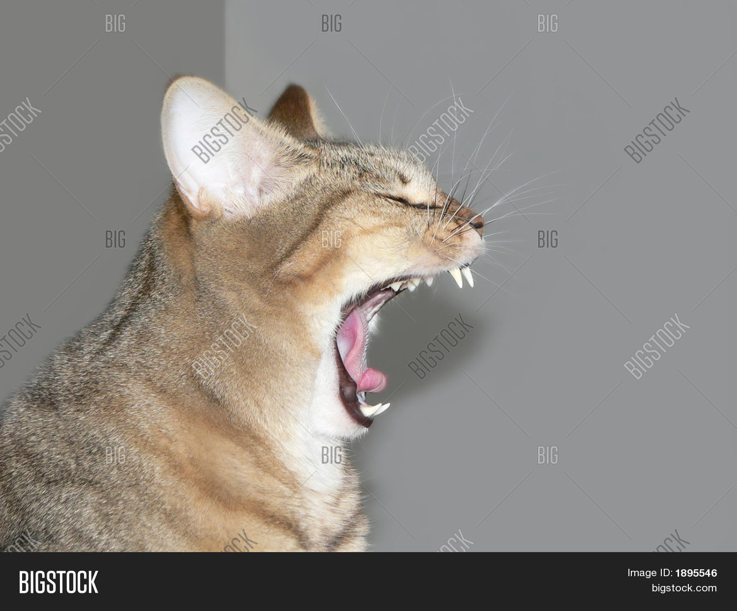Cat Jaws Image & Photo (Free Trial) Bigstock