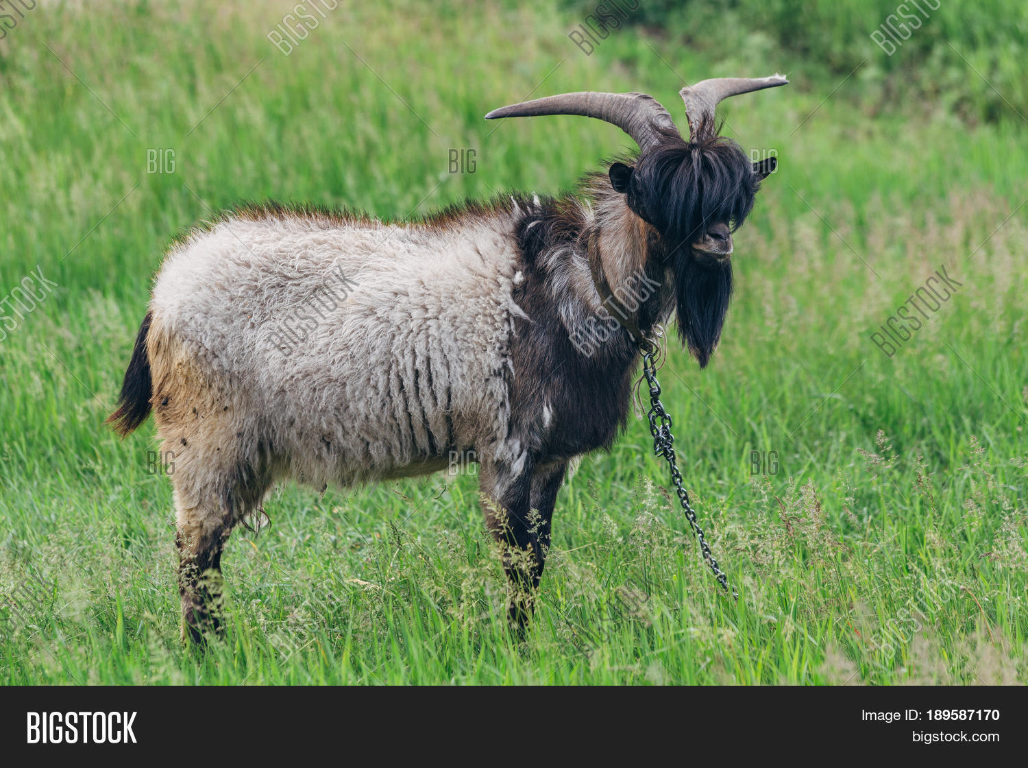 Stylish Goat Bang Image & Photo (Free Trial) Bigstock