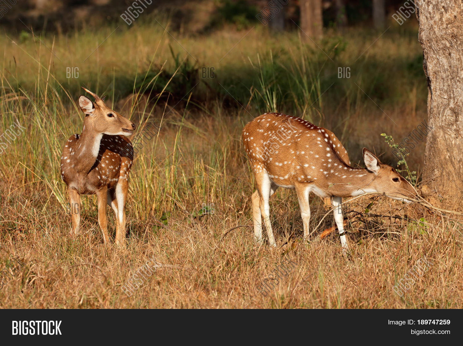 Spotted Deer Chital ( Image & Photo (Free Trial) | Bigstock