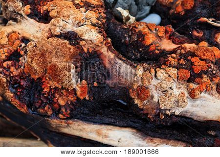 texture of bark wood use as natural background