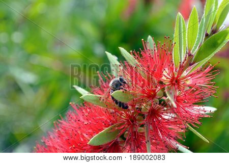 Bee perched on bright red bottlebrush flower