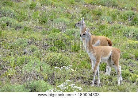 Couple of young guanacos looking front toguether